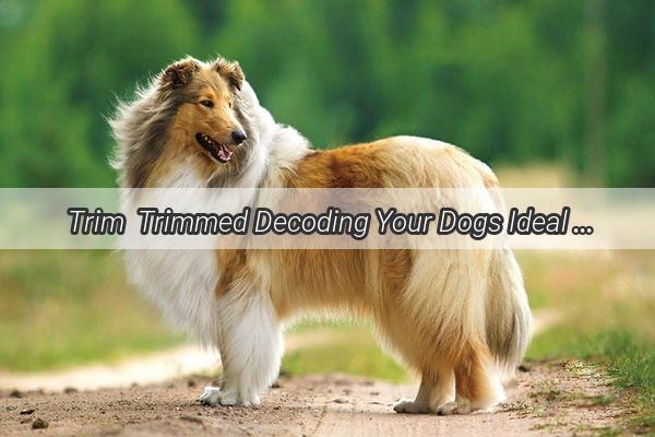 Trim  Trimmed Decoding Your Dogs Ideal Weight with a Scale